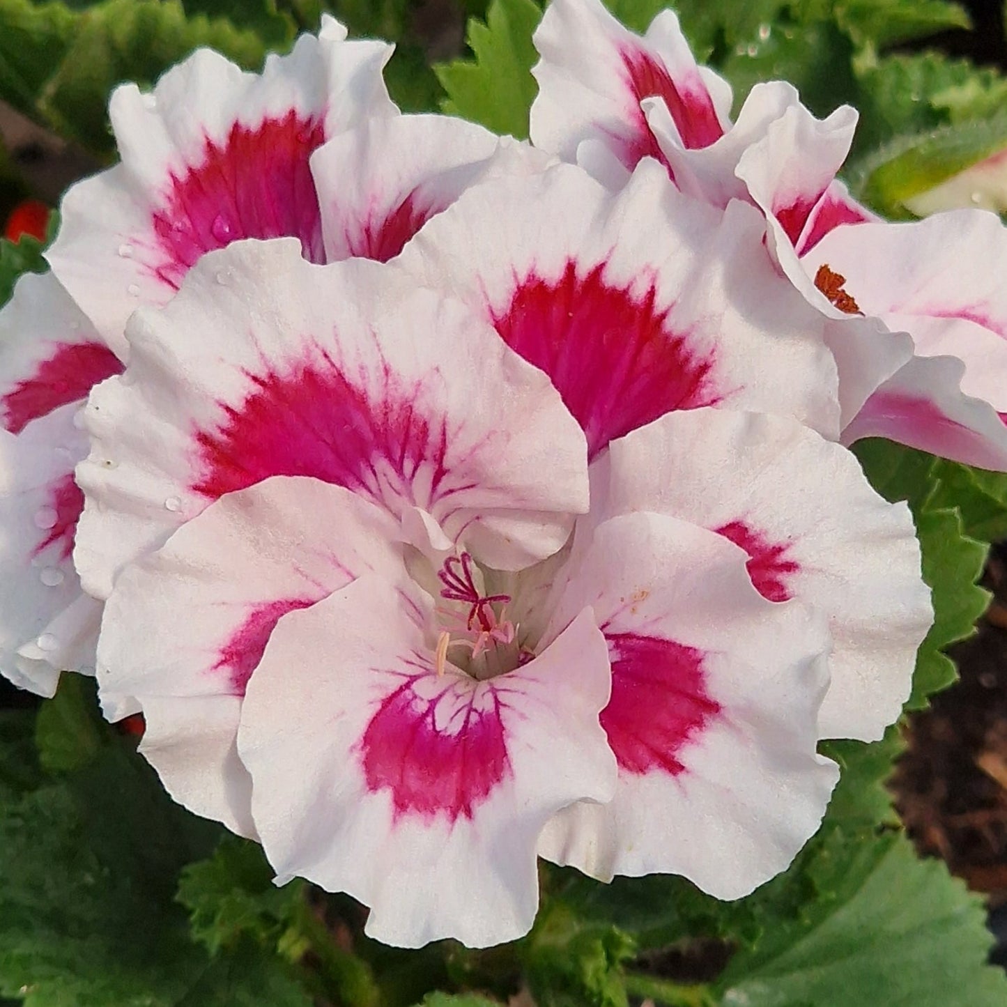 Zofia Pope - Regal Pelargonium (Geranium) plant - 6cm bio pot