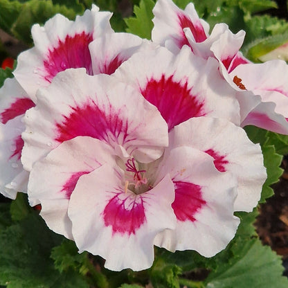 Zofia Pope - Regal Pelargonium (Geranium) plant - 6cm bio pot