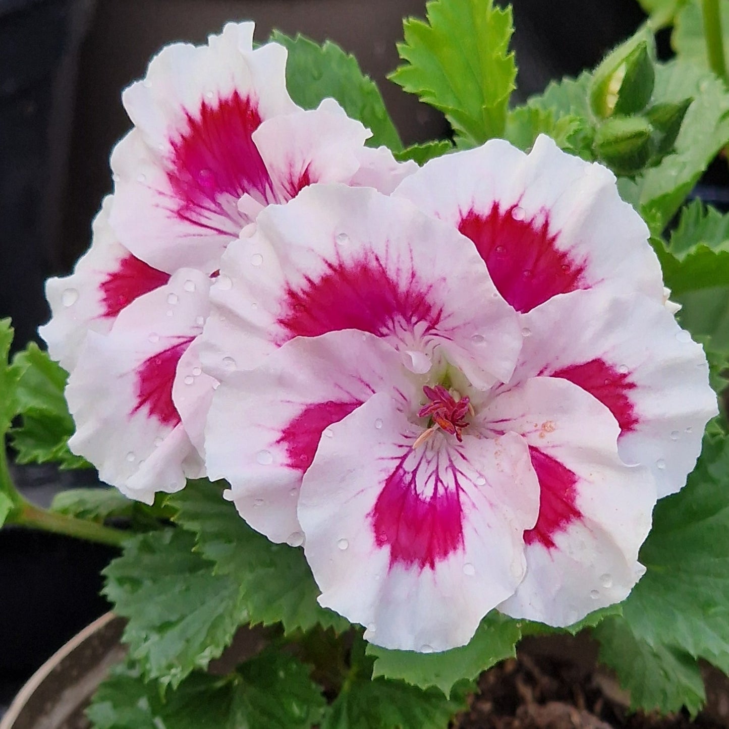 Zofia Pope Regal Pelargonium - White and pink flower