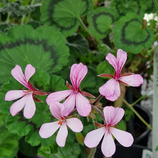 Zonale - Species Pelargonium / Geranium - Single Plant 6cm bio Pot