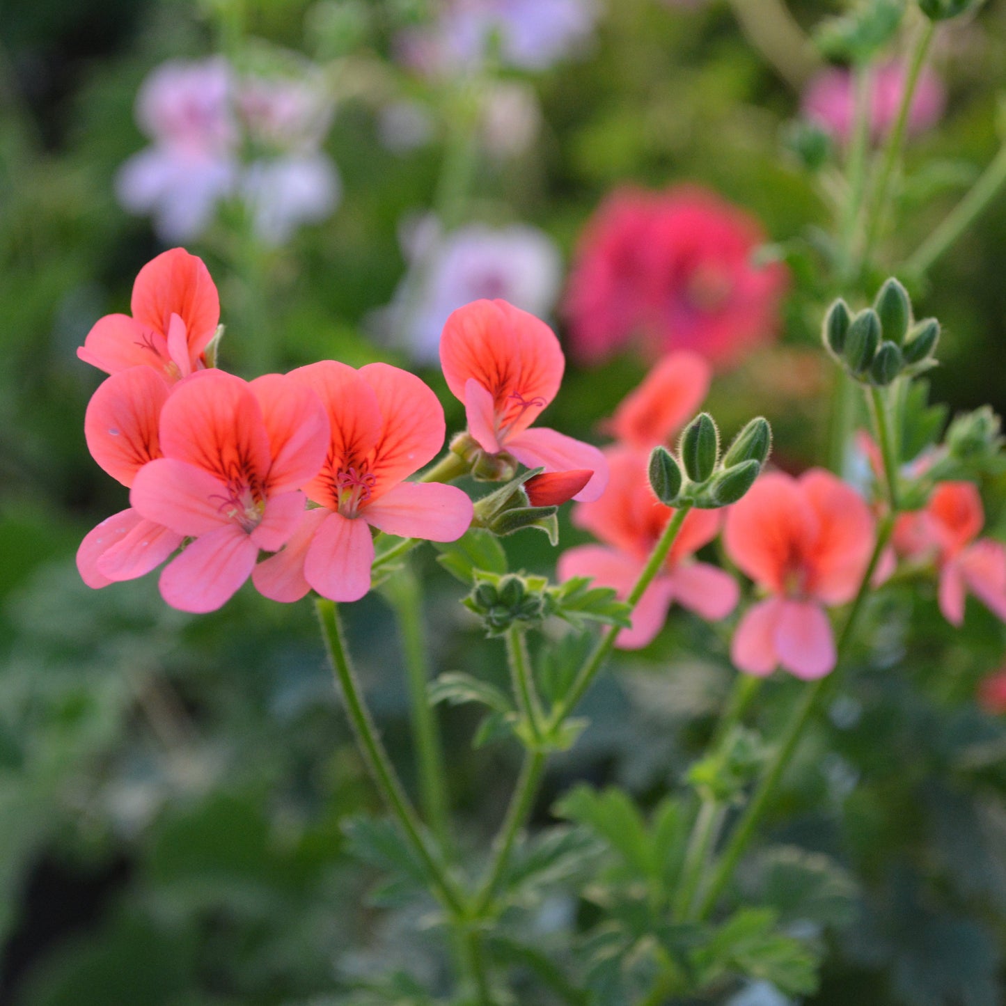 P. arcturas - Species Pelargonium / Geranium - Single Plant 6cm bio Pot