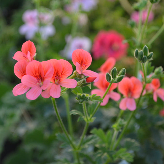 P. arcturas - Species Pelargonium / Geranium - Single Plant 6cm bio Pot