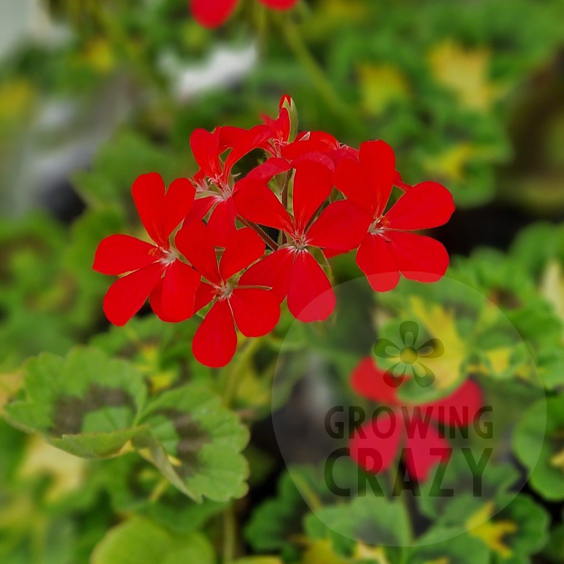 A Happy Thought - Coloured Leaf Pelargonium / Geranium green leaves with a big creamy-yellow patch green leaves with a big creamy-yellow patch  bright single red flowers bright single red flowers perfect in pots  Victorian