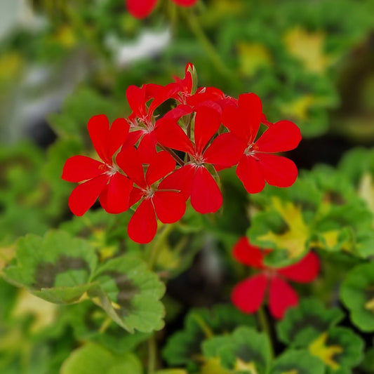 A Happy Thought - Coloured Leaf Pelargonium / Geranium green leaves with a big creamy-yellow patch green leaves with a big creamy-yellow patch  bright single red flowers bright single red flowers perfect in pots  Victorian