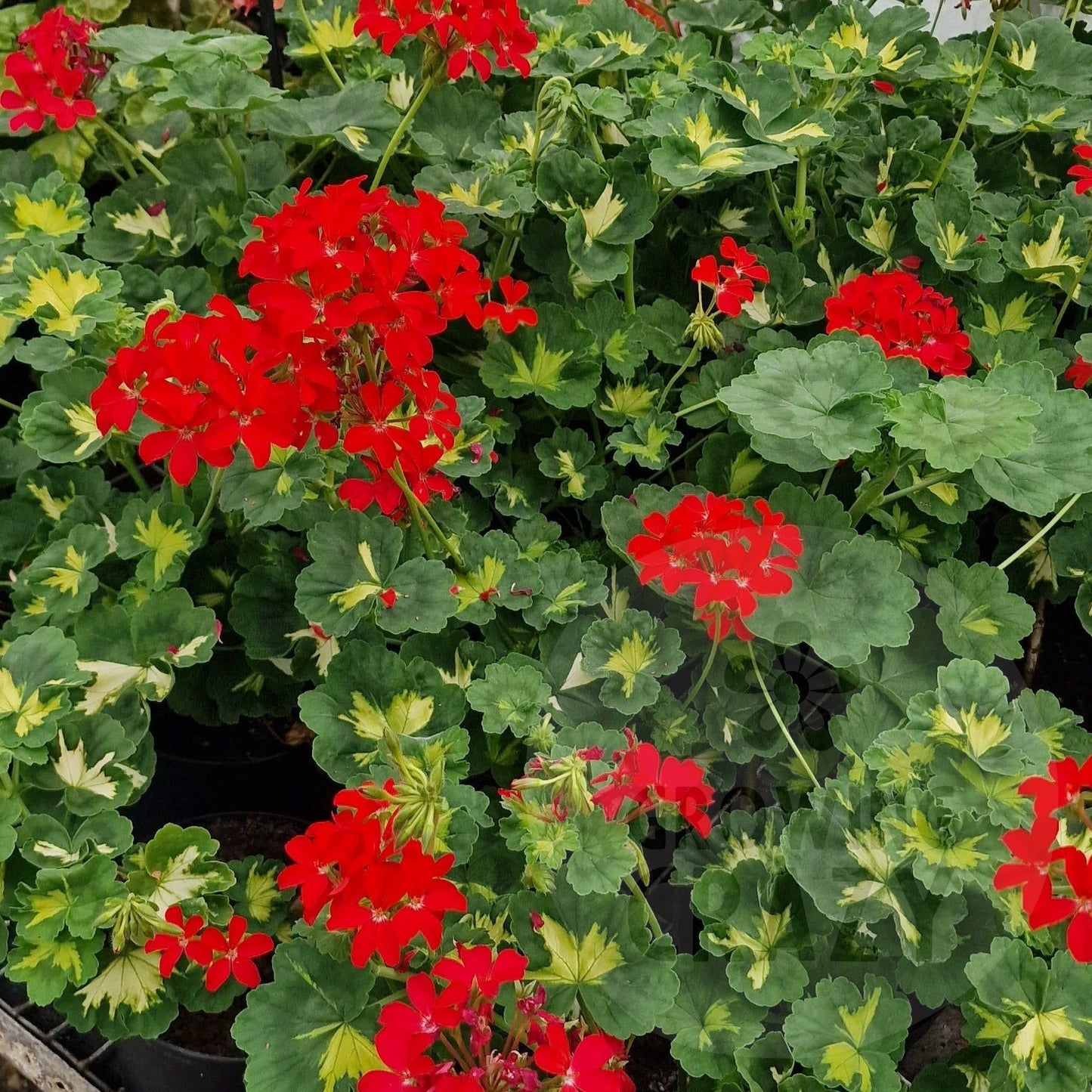 A Happy Thought - Coloured Leaf Pelargonium / Geranium Plant - 6cm pot