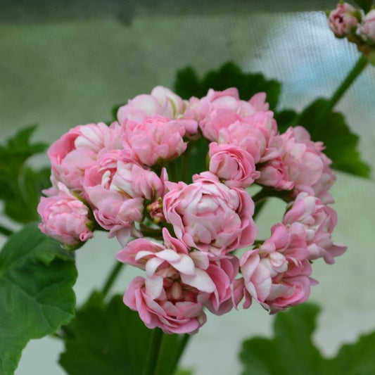 Anita - Rosebud Pelargonium (Geranium) soft dusky pink rosebud flowers bushy habit 