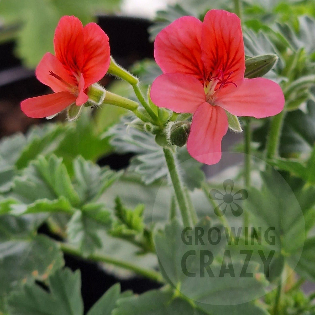 Single Geraniums Arcturas - Species Hybrid Pelargonium / Geranium - Single Plant 6cm bi ...