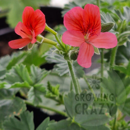 P. arcturas - Species Pelargonium / Geranium - Single Plant 6cm bio Pot