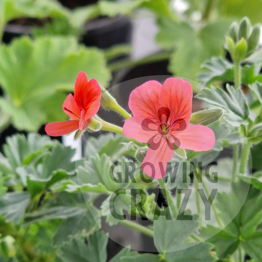 Arcturas - Species Hybrid Pelargonium / Geranium - Single Plant 6cm bio Pot