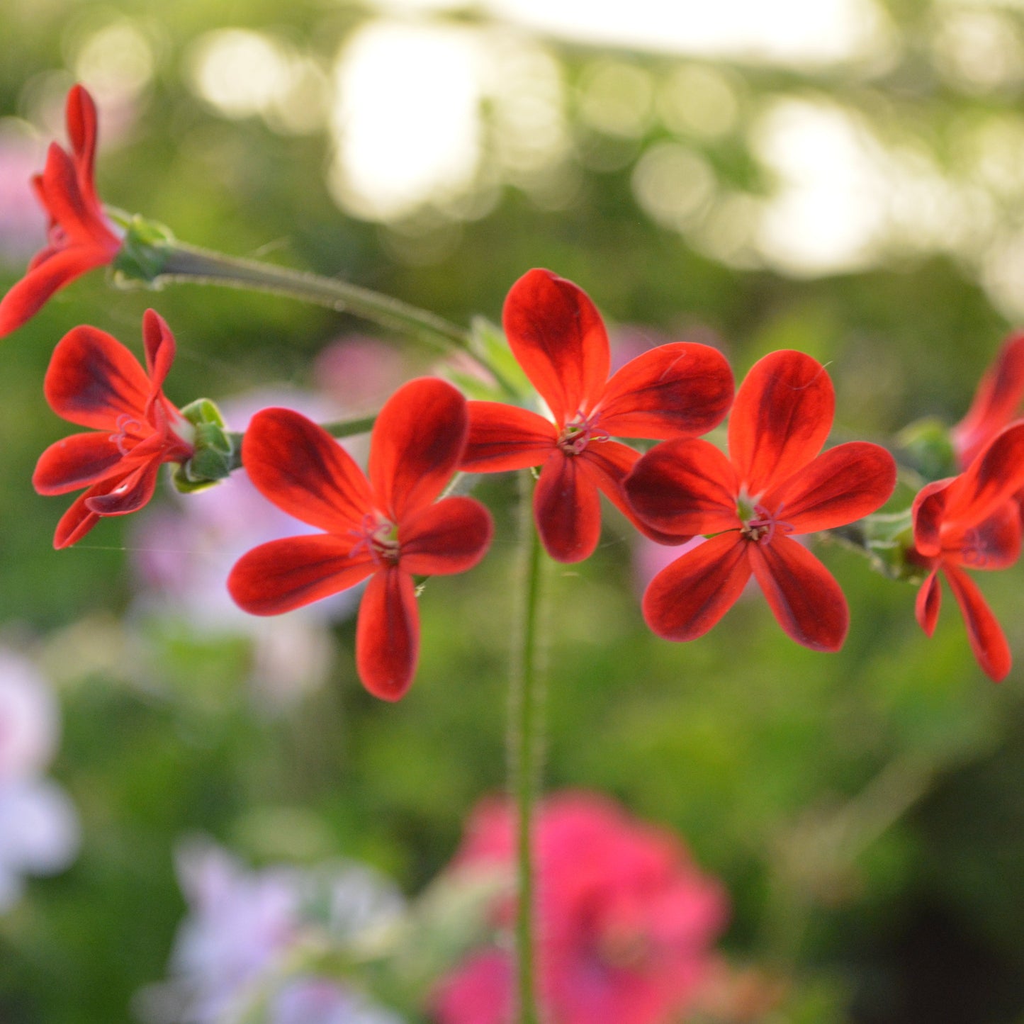 Ardens - Species Pelargonium / Geranium - Single Plant 6cm bio Pot