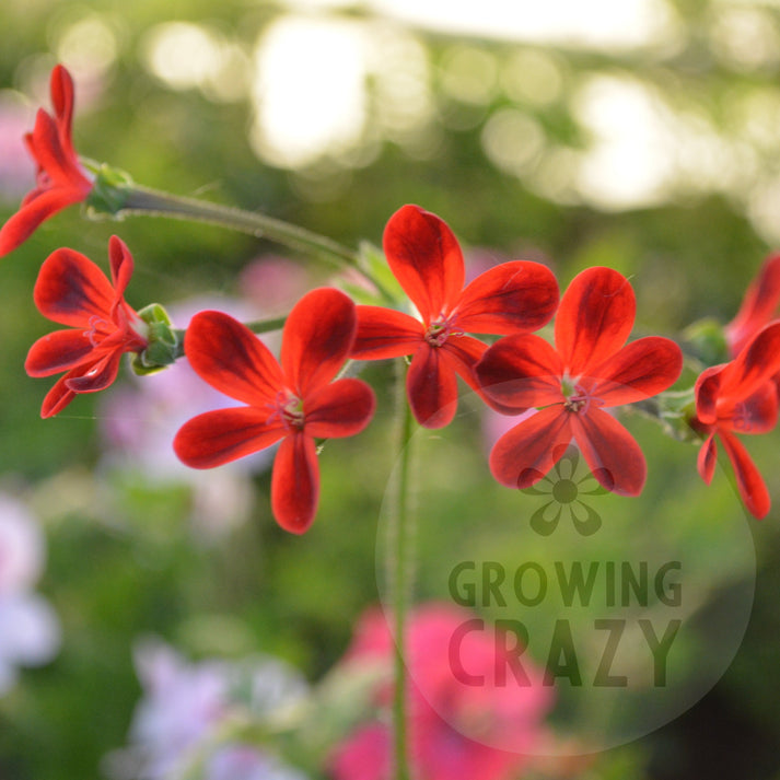 Ardens - Species Pelargonium / Geranium - Single Plant 6cm bio Pot ...