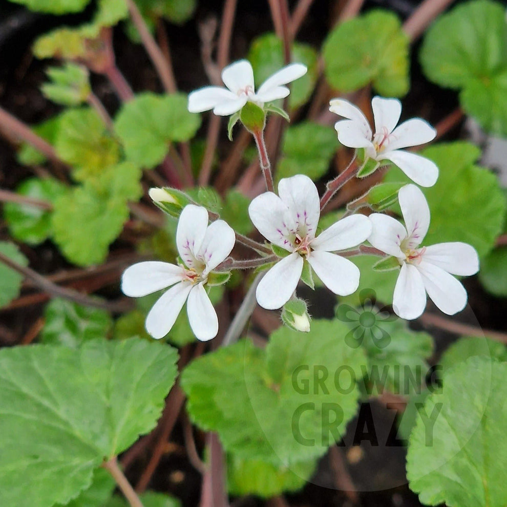 P. australe - Species Pelargonium / Geranium - Single Plant 6cm bio Po ...