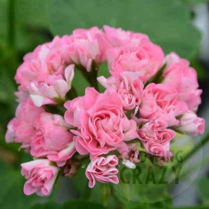Australian Pink Rambler - Rosebud Pelargonium (Geranium)  bright pink 