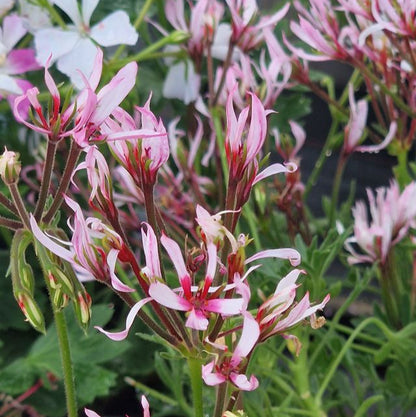 Jips Joan The Wad - NEW Stellar Pelargonium (Geranium) Plant - 6cm bio pot