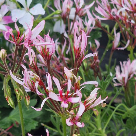 Jips Joan The Wad - NEW Stellar Pelargonium (Geranium) Plant - 6cm bio pot