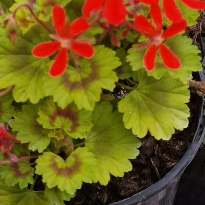 Baby Harry - Dwarf Zonal Pelargonium / Geranium Garden Plant - 6cm bio pot