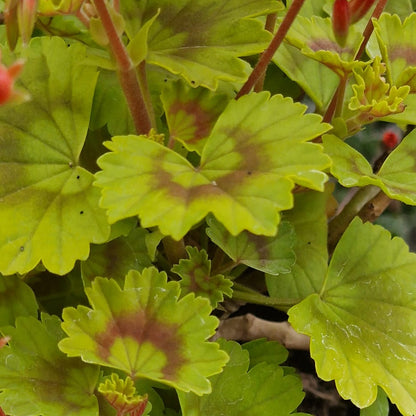 Baby Harry - Dwarf Zonal Pelargonium / Geranium Garden Plant - 6cm bio pot