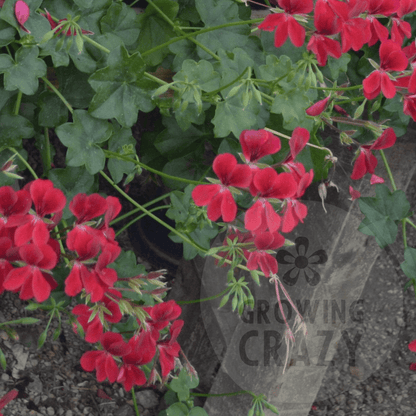 Red Cascade - Ivy Leaved trailing Pelargonium (Geranium) Plant - 6cm bio pot