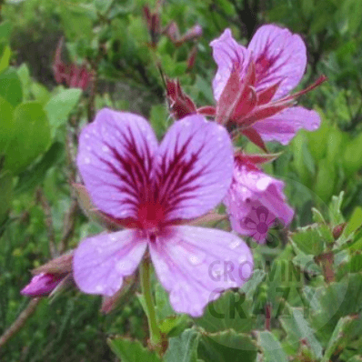 P. betulinum - Species Pelargonium / Geranium - Single Unusual Plant 6cm bio Pot