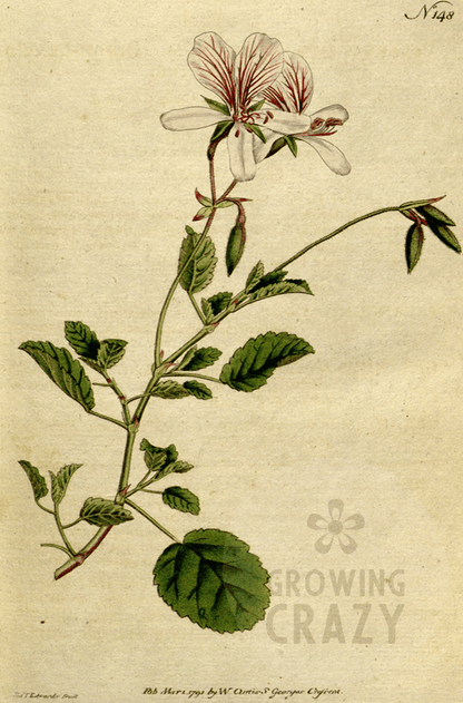 P. betulinum - Species Pelargonium / Geranium - Single Unusual Plant 6cm bio Pot