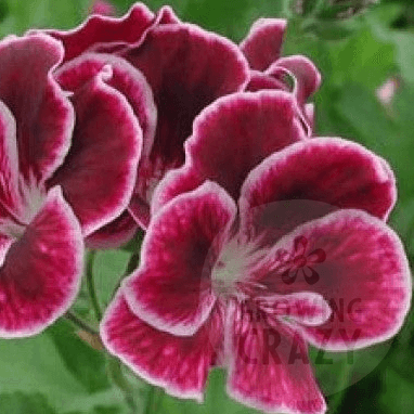 Black Prince - Regal Pelargonium / Geranium plant - 6cm bio pot