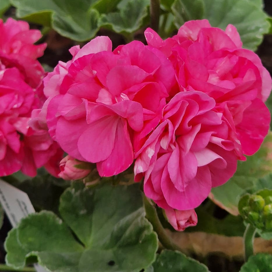 Bold Cherub - Dwarf Zonal Pelargonium / Geranium Garden Plant - 6cm bio pot