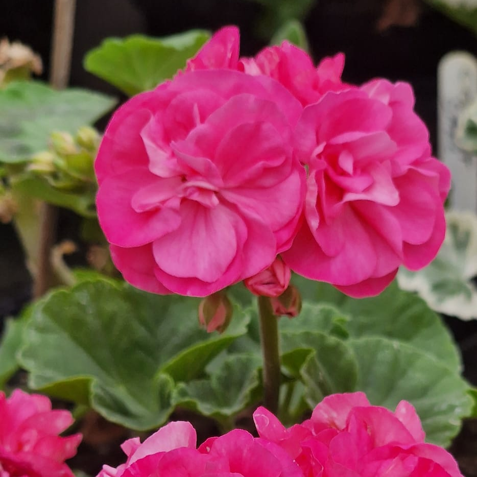 Bold Cherub - Dwarf Zonal Pelargonium / Geranium Garden Plant - 6cm bio pot