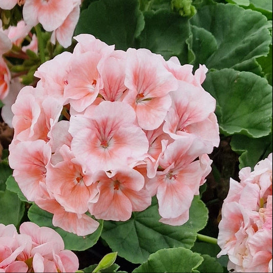 Bold Special - Zonal Pelargonium / Geranium Garden Plant - 6cm bio pot