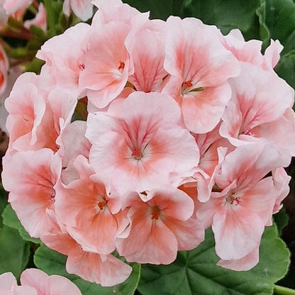 Bold Special - Zonal Pelargonium / Geranium Garden Plant - 6cm bio pot