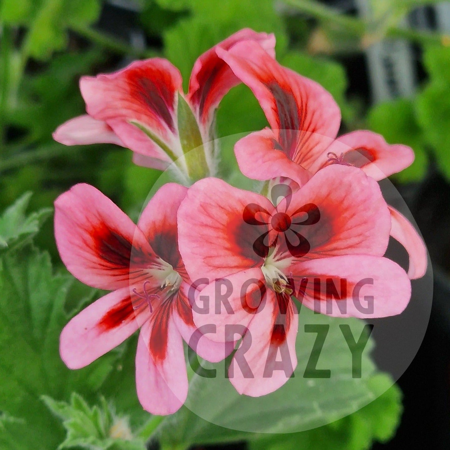 Bolero - Unique Pelargonium (Geranium) Plant - 6cm bio pot