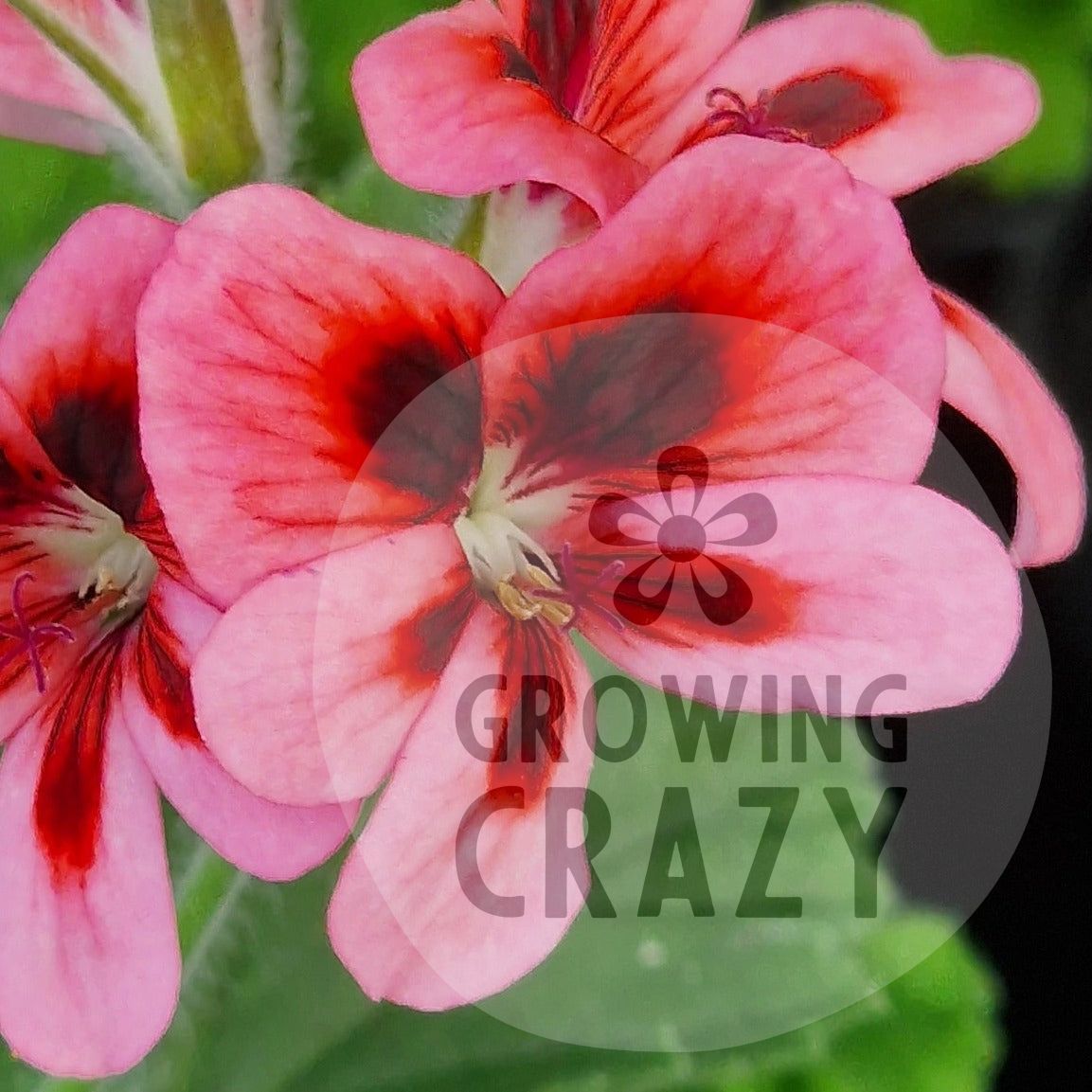 Bolero - Unique Pelargonium (Geranium) Plant - 6cm bio pot