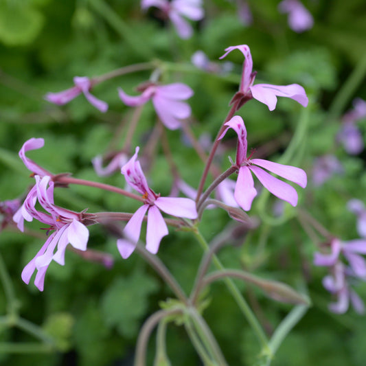 Brilliantine - Cologne Scented Leaf Pelargonium (Geranium) Plant - 6cm bio pot