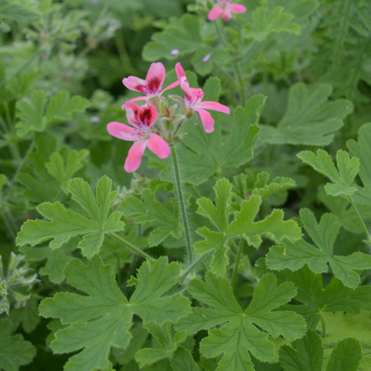 Capri - Sweet summer Scented Leaf Pelargonium (Geranium) Plant - 6cm bio pot