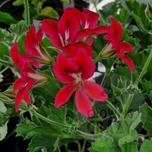 Care Free - Unique Pelargonium (Geranium) Plant - 6cm bio pot