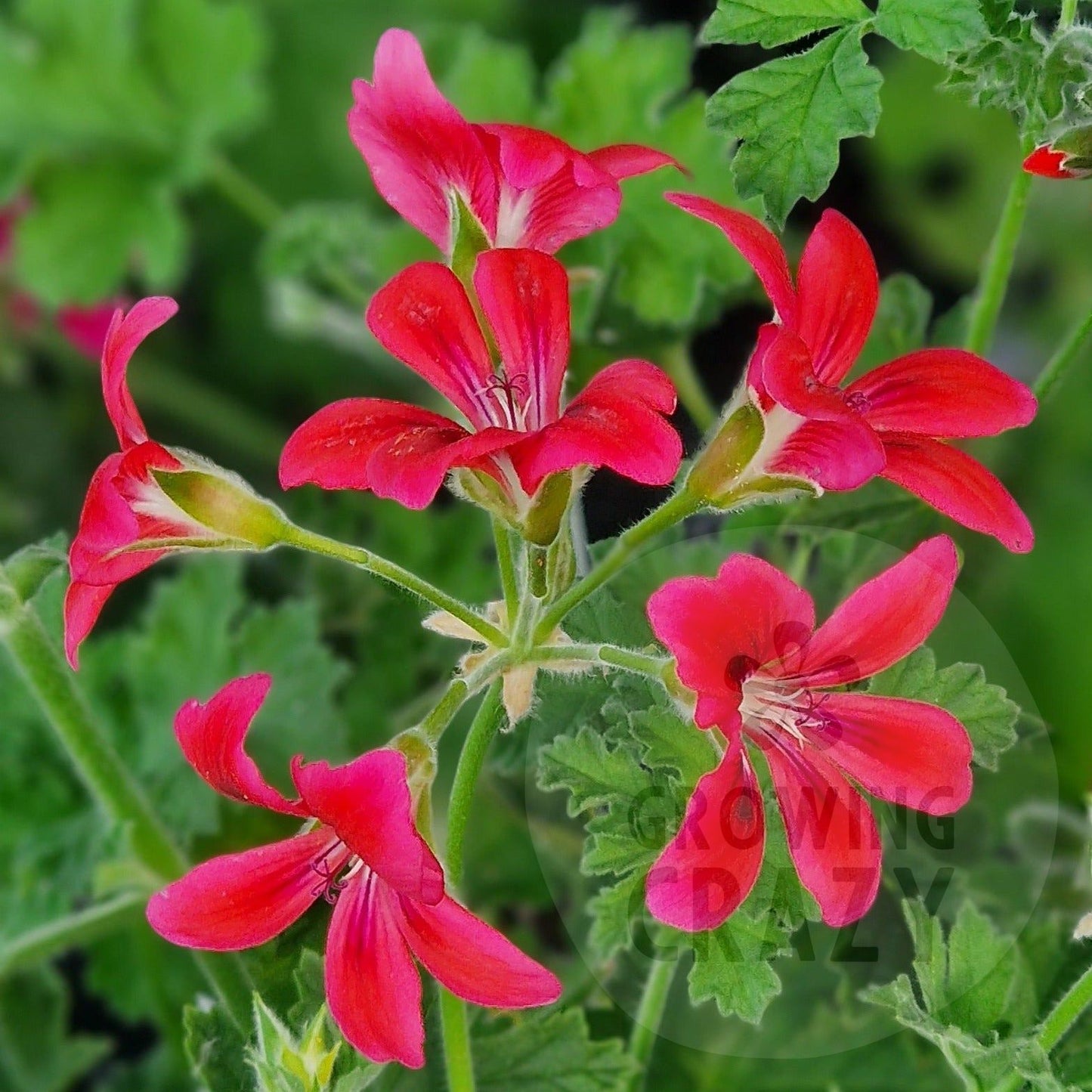 Care Free - Unique Pelargonium (Geranium) Plant - 6cm bio pot