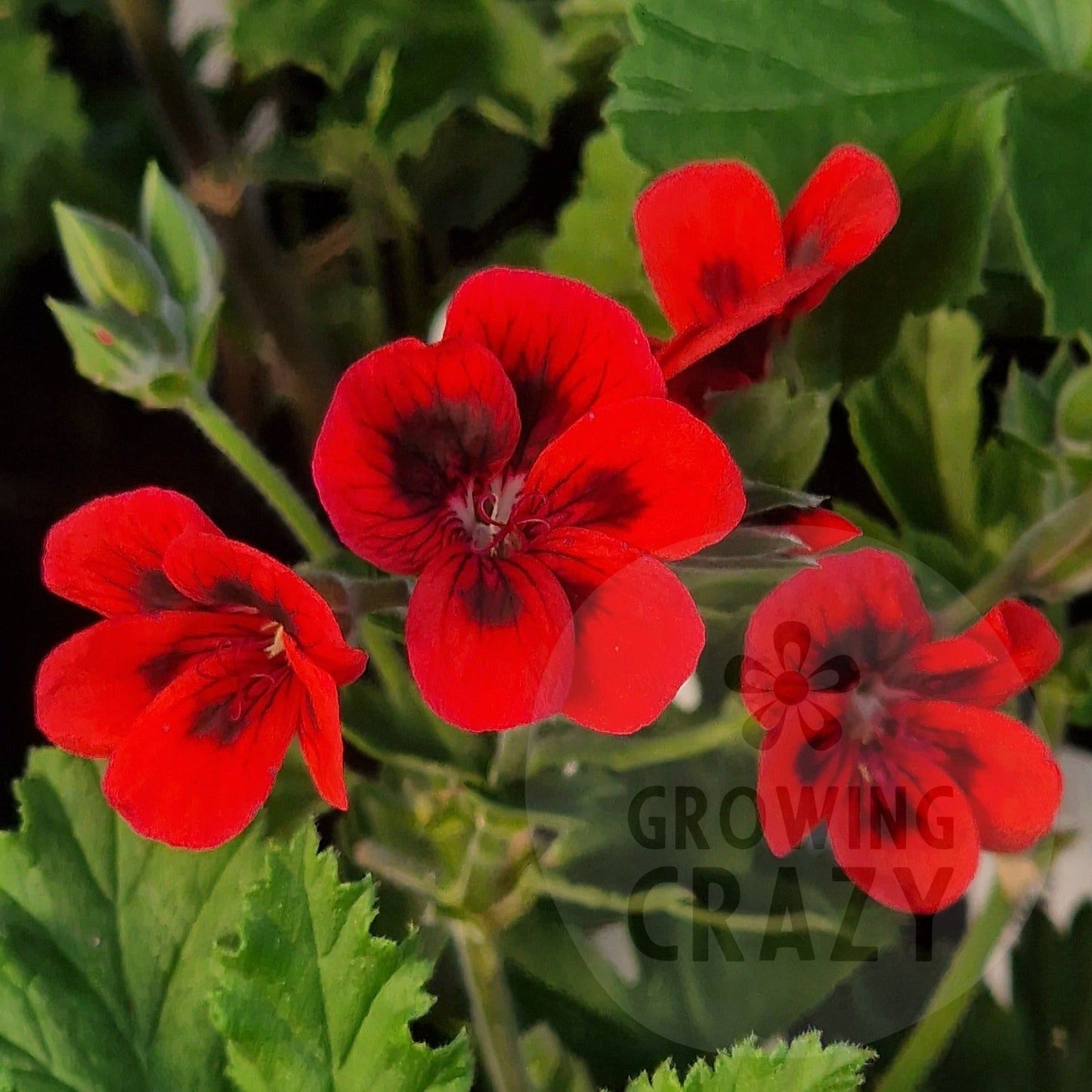 Crimson Unique - Unique Pelargonium (Geranium) Plant - 6cm bio pot