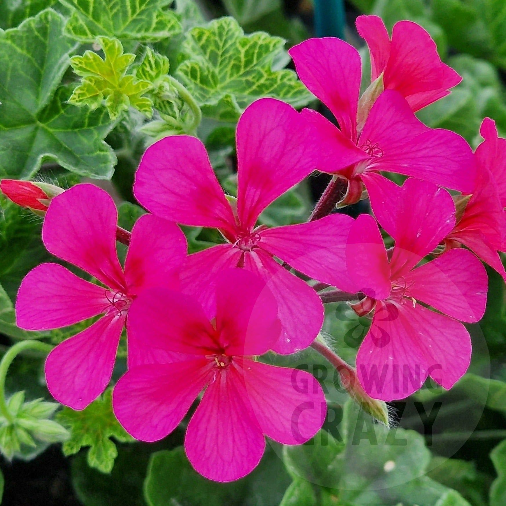 Crocodile - Ivy Leaved Pelargonium  single cerise flowersfascinating green and cream meshed variegation 