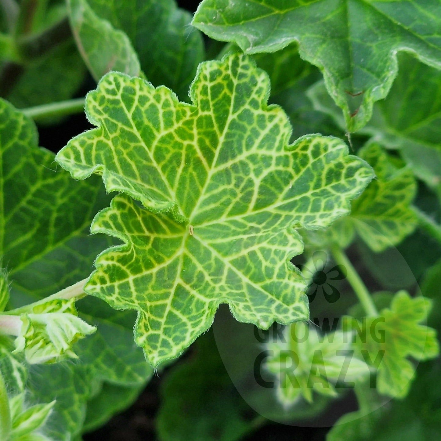 Crocodile - Ivy Leaved Pelargonium (Geranium) Plant - 6cm bio pot