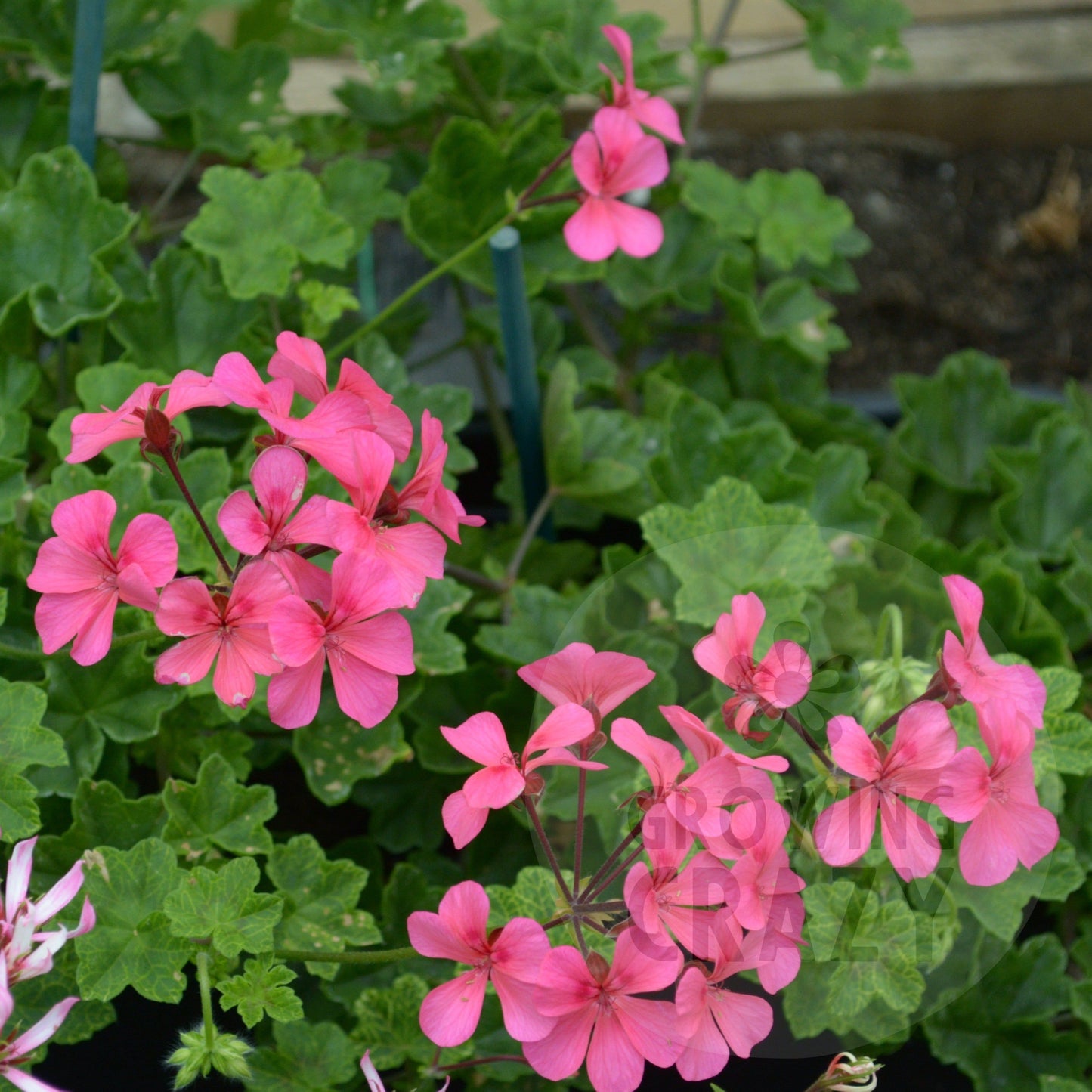 Crocodile - Ivy Leaved Pelargonium (Geranium) Plant - 6cm bio pot