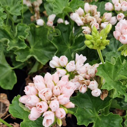 Emma Fran Bengtsbo - Zonal Pelargonium / Geranium Garden Plant - 6cm bio pot