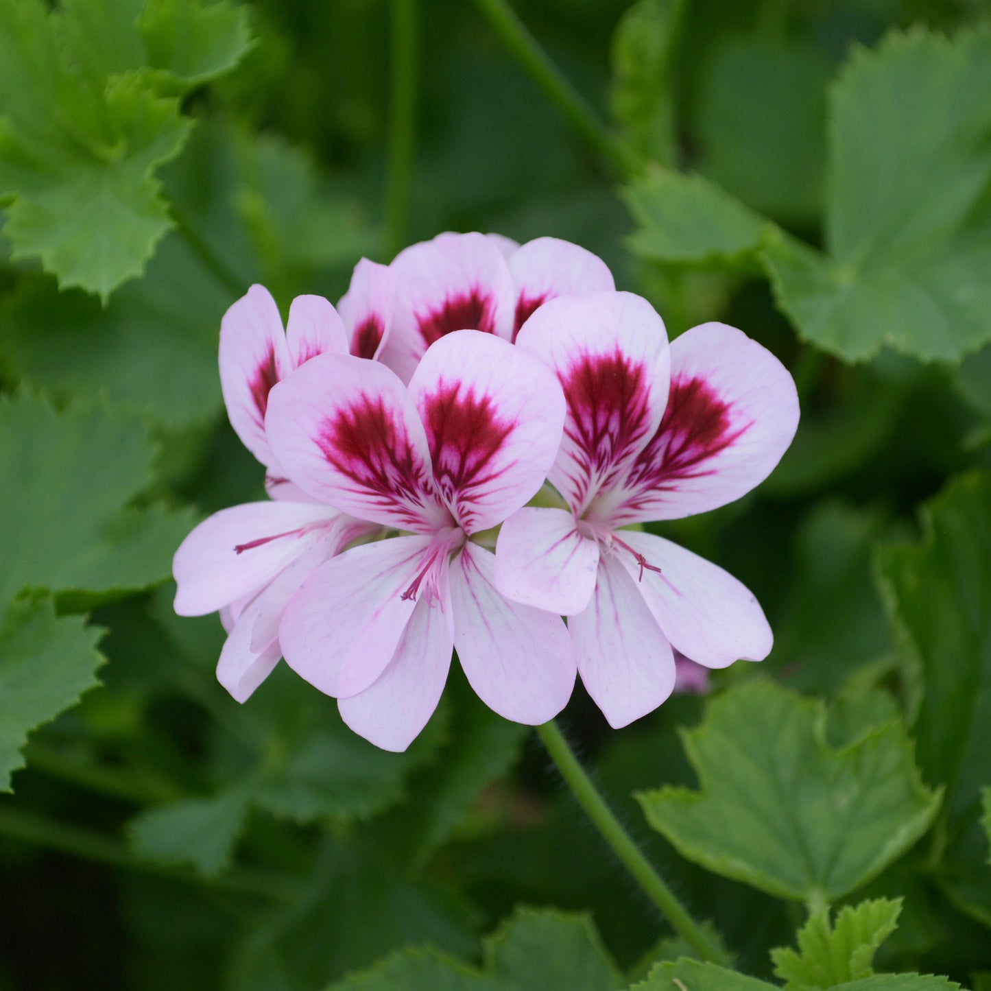 Fir Trees Muffin - Decorative Pelargonium (Geranium) plant in 6cm bio pot