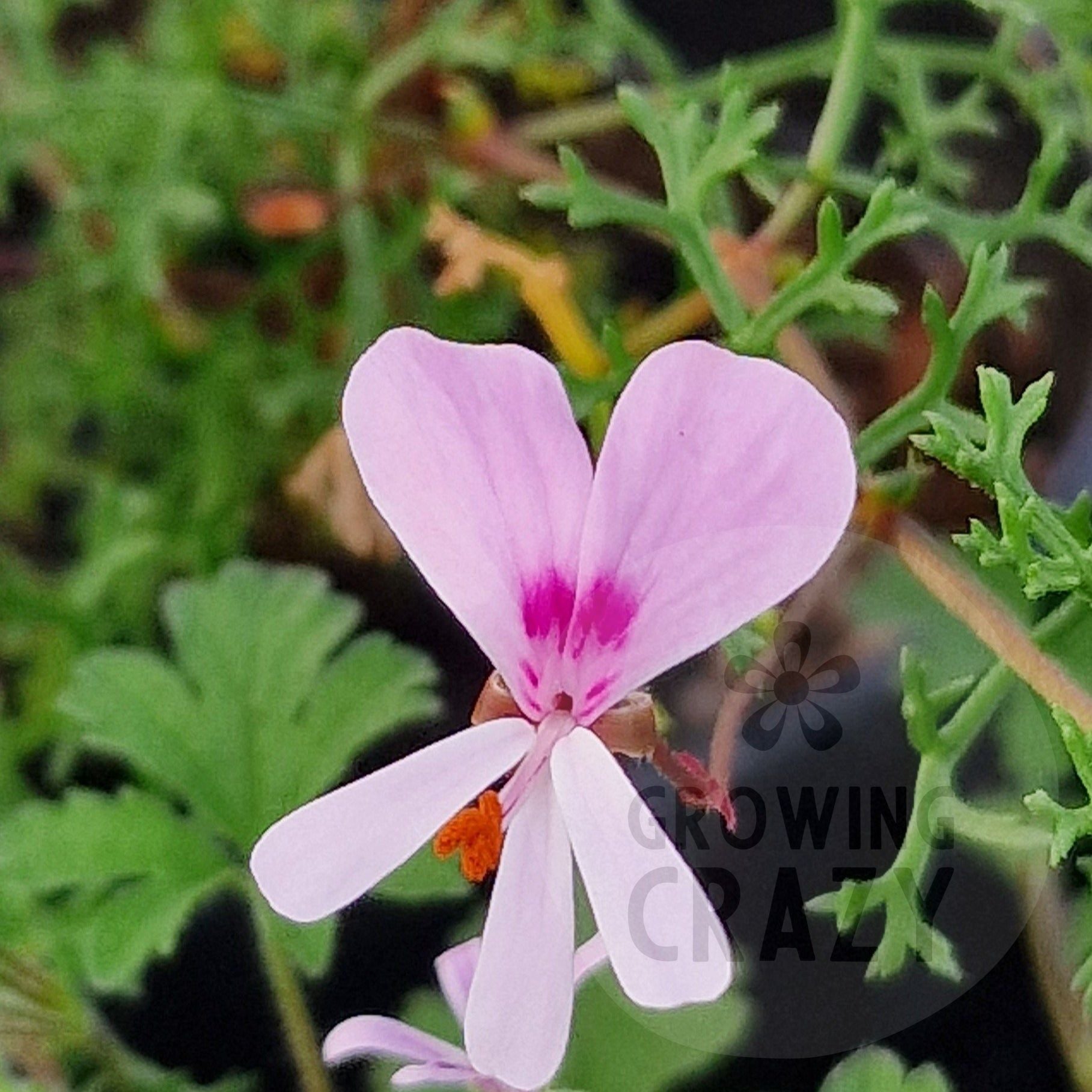 Fruticosum - Species Hybrid Pelargonium / Geranium - Single Plant 6cm ...