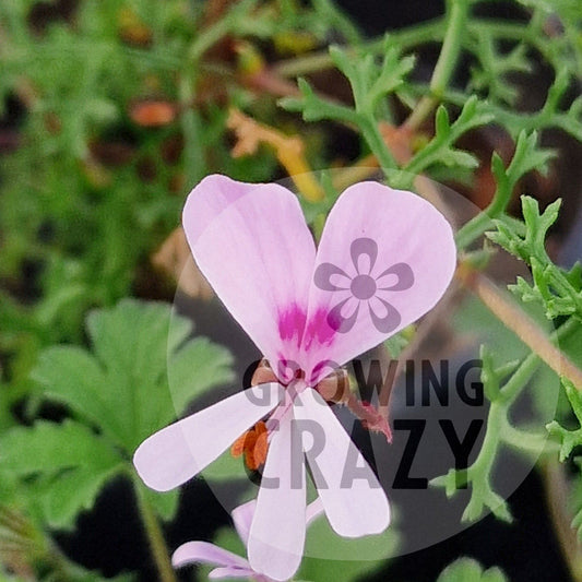 Fruticosum - Species Hybrid Pelargonium / Geranium - Single Plant 6cm bio Pot