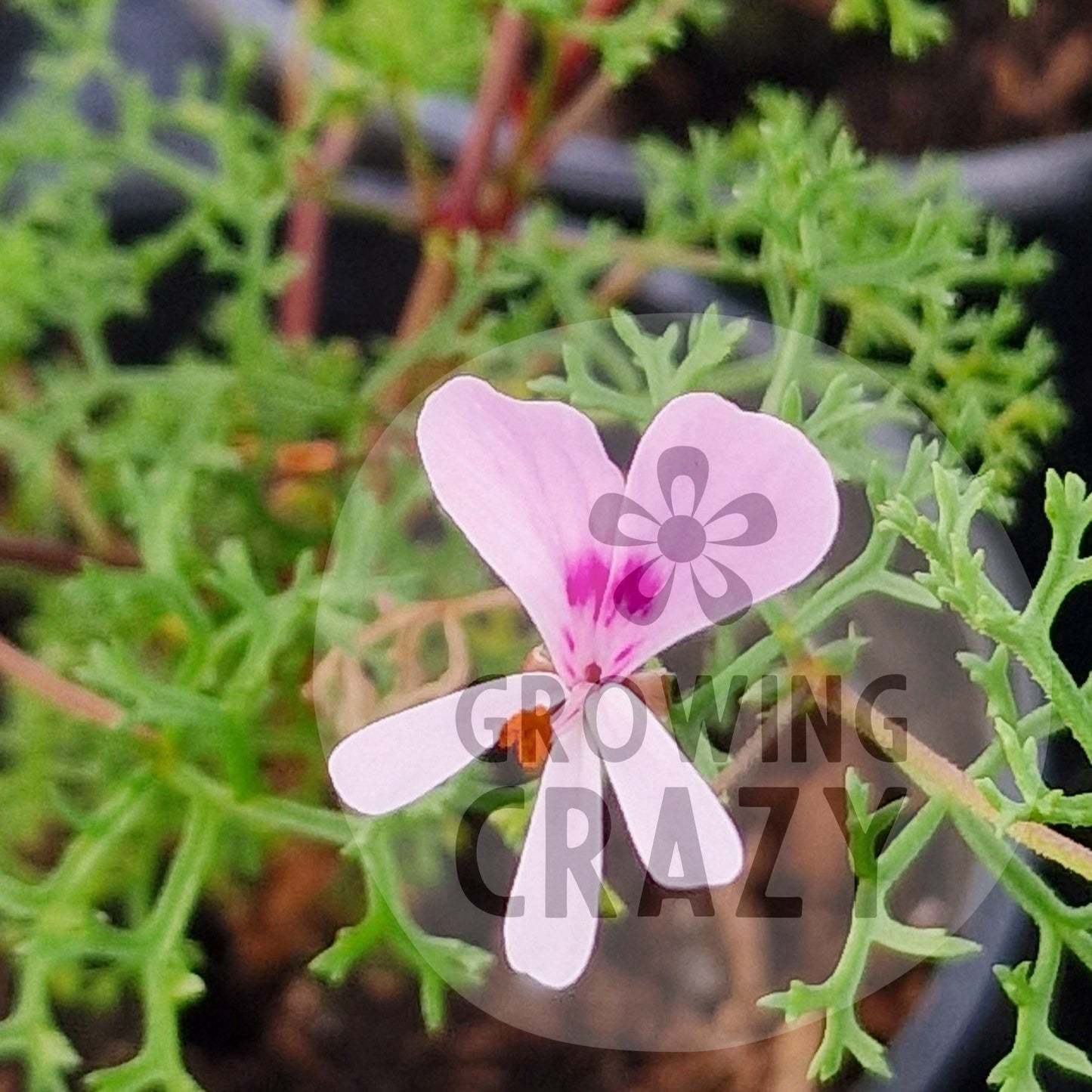 Fruticosum - Species Hybrid Pelargonium / Geranium - Single Plant 6cm bio Pot