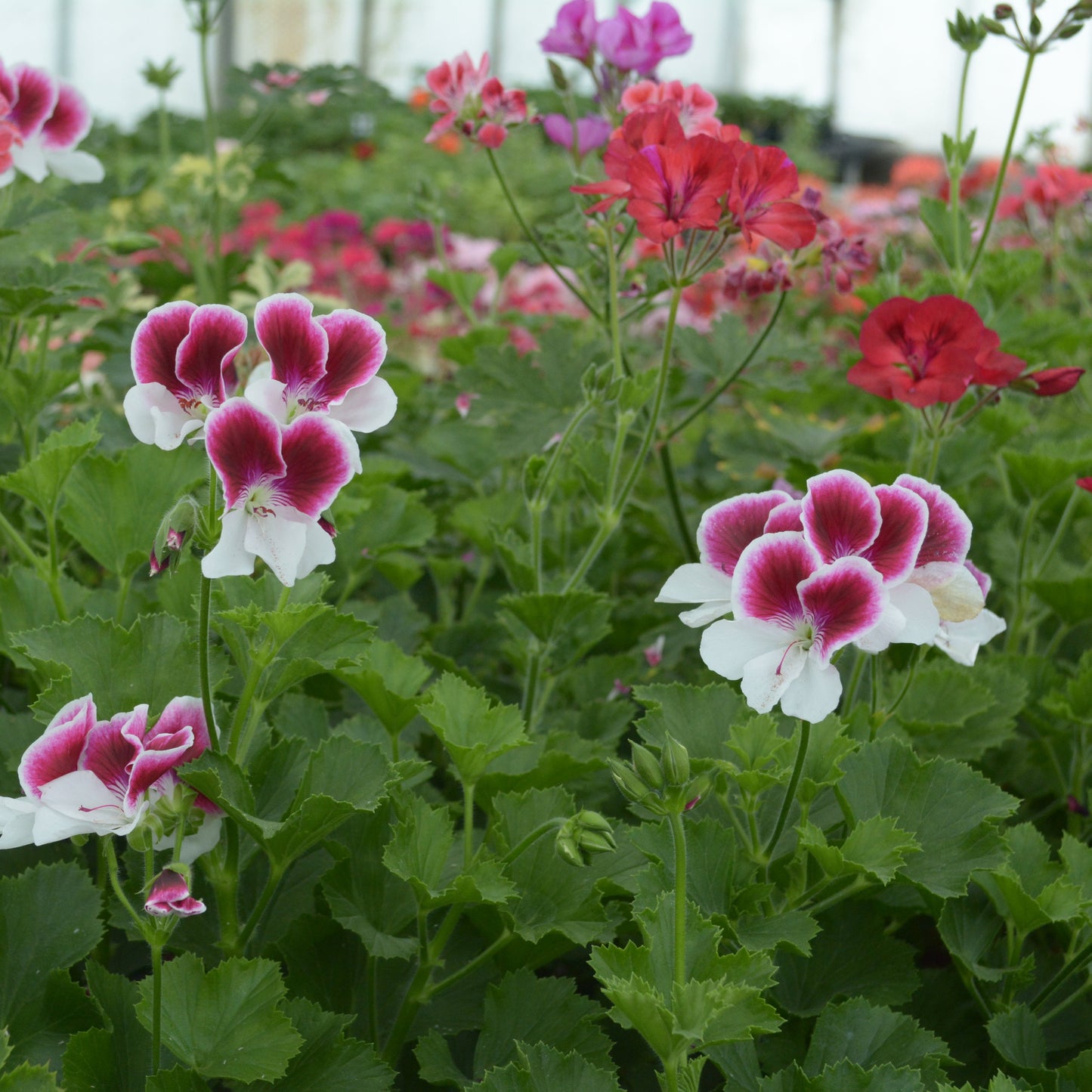 Garten Director Herman - Decorative Pelargonium (Geranium) plant in 6cm bio pot