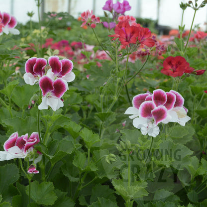 Garten Director Herman - Decorative Pelargonium (Geranium) plant in 6cm bio pot