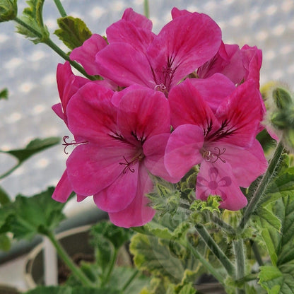 Golden Clorinda Pelargonium