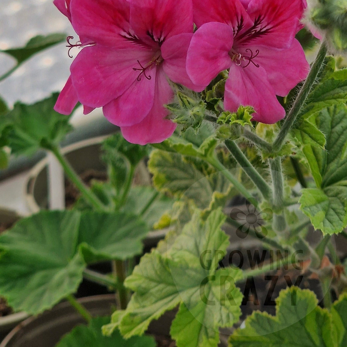 Golden Clorinda Pelargonium
