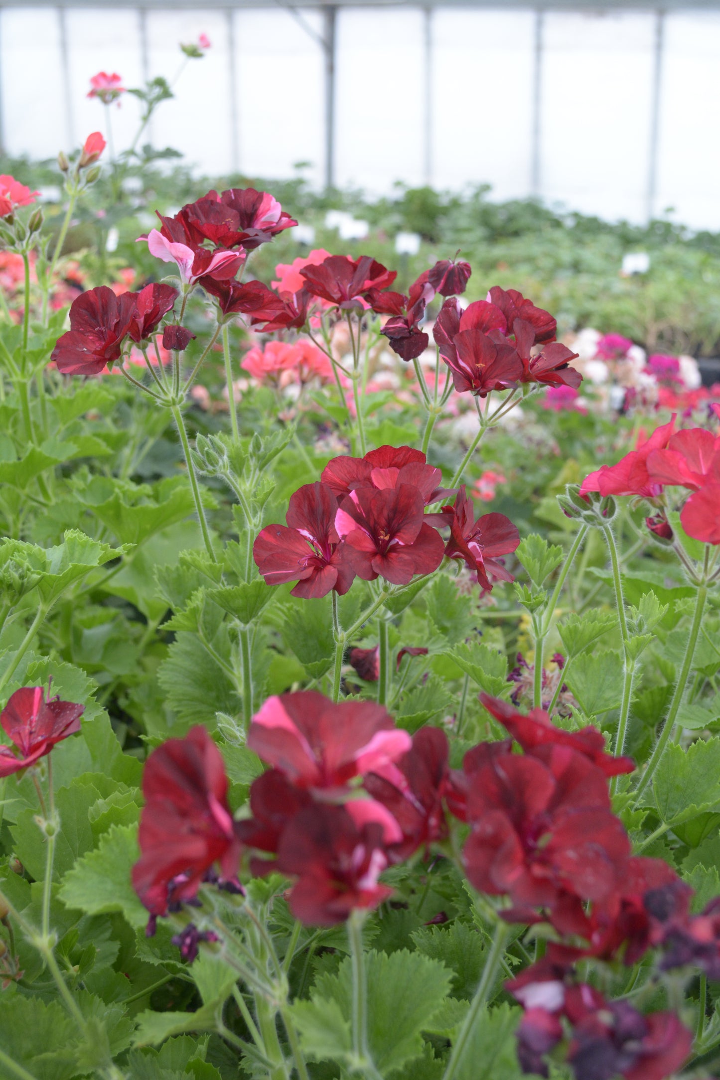 Hindoo Nights - Decorative Pelargonium (Geranium) plant in 6cm bio pot