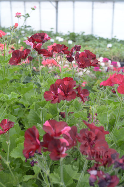 Hindoo Nights - Decorative Pelargonium (Geranium) plant in 6cm bio pot